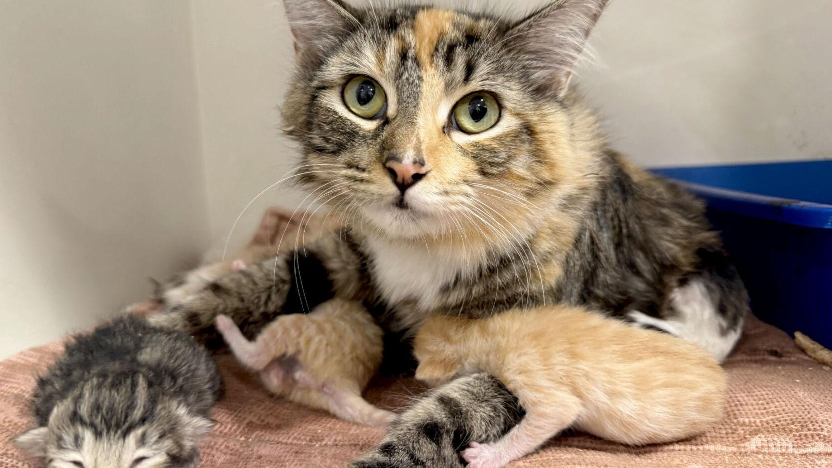 Hermitage celebrates 60 years of cat care, shelter